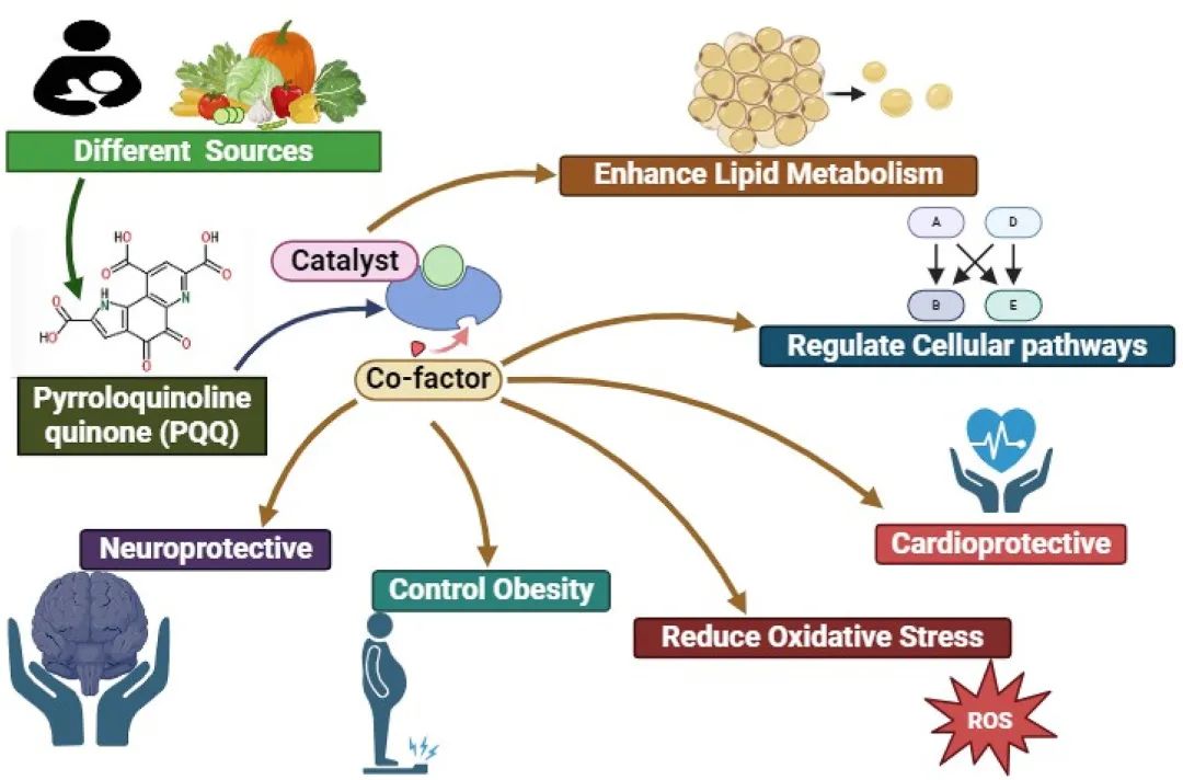 The effect of PQQ on the body