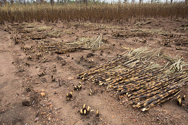 How Is Polylactic Acid Made