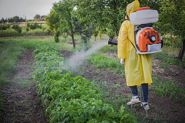 What does hydroxytyrosol do？