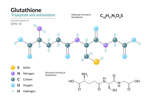 Understanding Glutathione The Master Antioxidant
