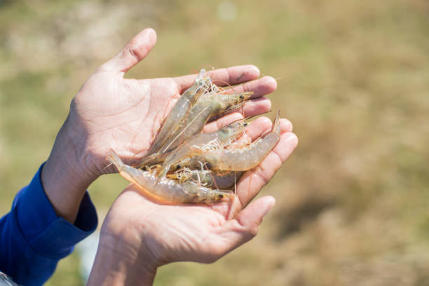 Chitosan natural origin from shrimp and crab shells used for extracting chitin and producing chitosan polymer