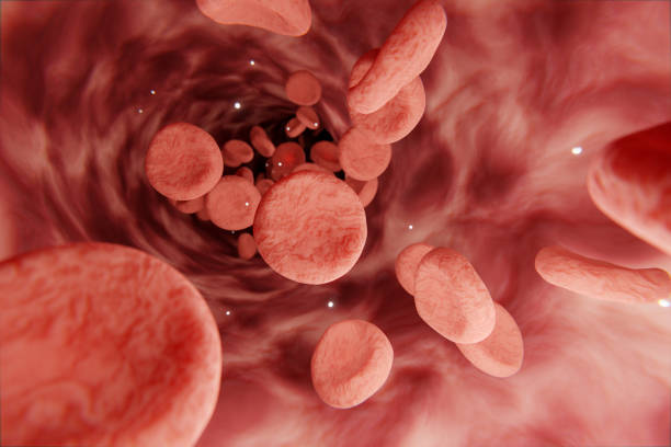 Mechanism of Action — How It Works in the Body