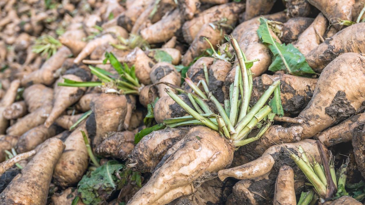 Chicory root, the primary natural source of inulin fiber used in food and dietary supplements