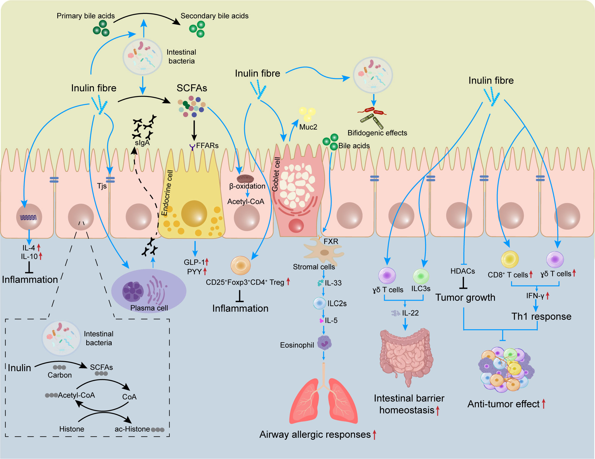 Inulin acts as a prebiotic fiber that supports gut microbiota balance and digestive health