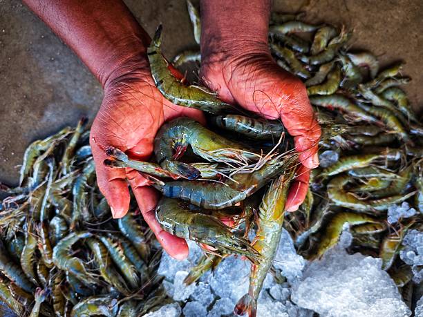 High-quality cosmetic-grade chitosan comes from the shells of crustaceans such as shrimp and crab.