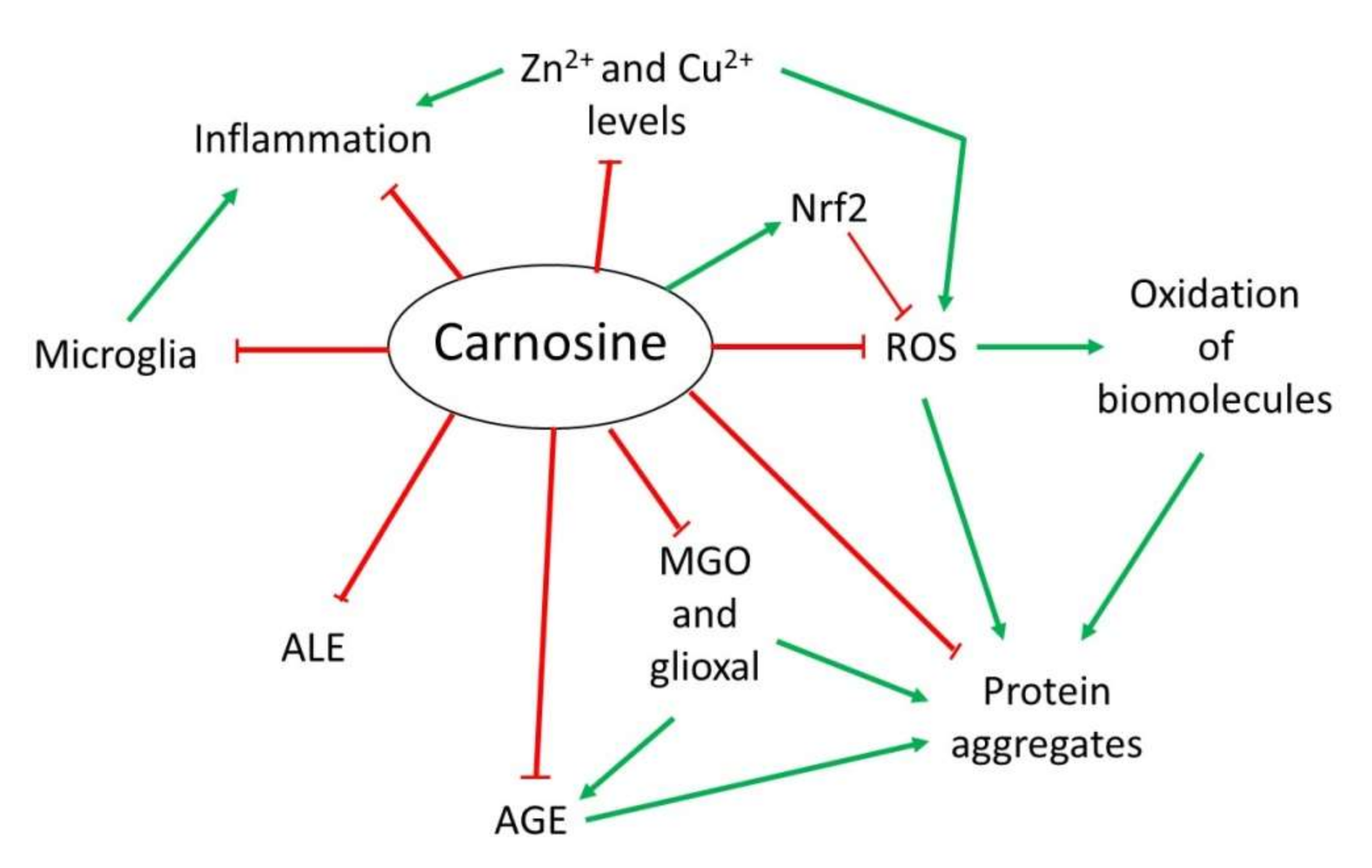 Diagram illustrating the mechanism of action of L-Carnosine, including antioxidant activity, inhibition of ROS, anti-glycation effects, metal ion chelation (Zn²⁺ and Cu²⁺), and reduction of protein aggregation