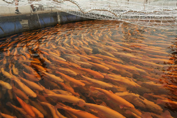 Astaxanthin plays an important role in aquaculture.