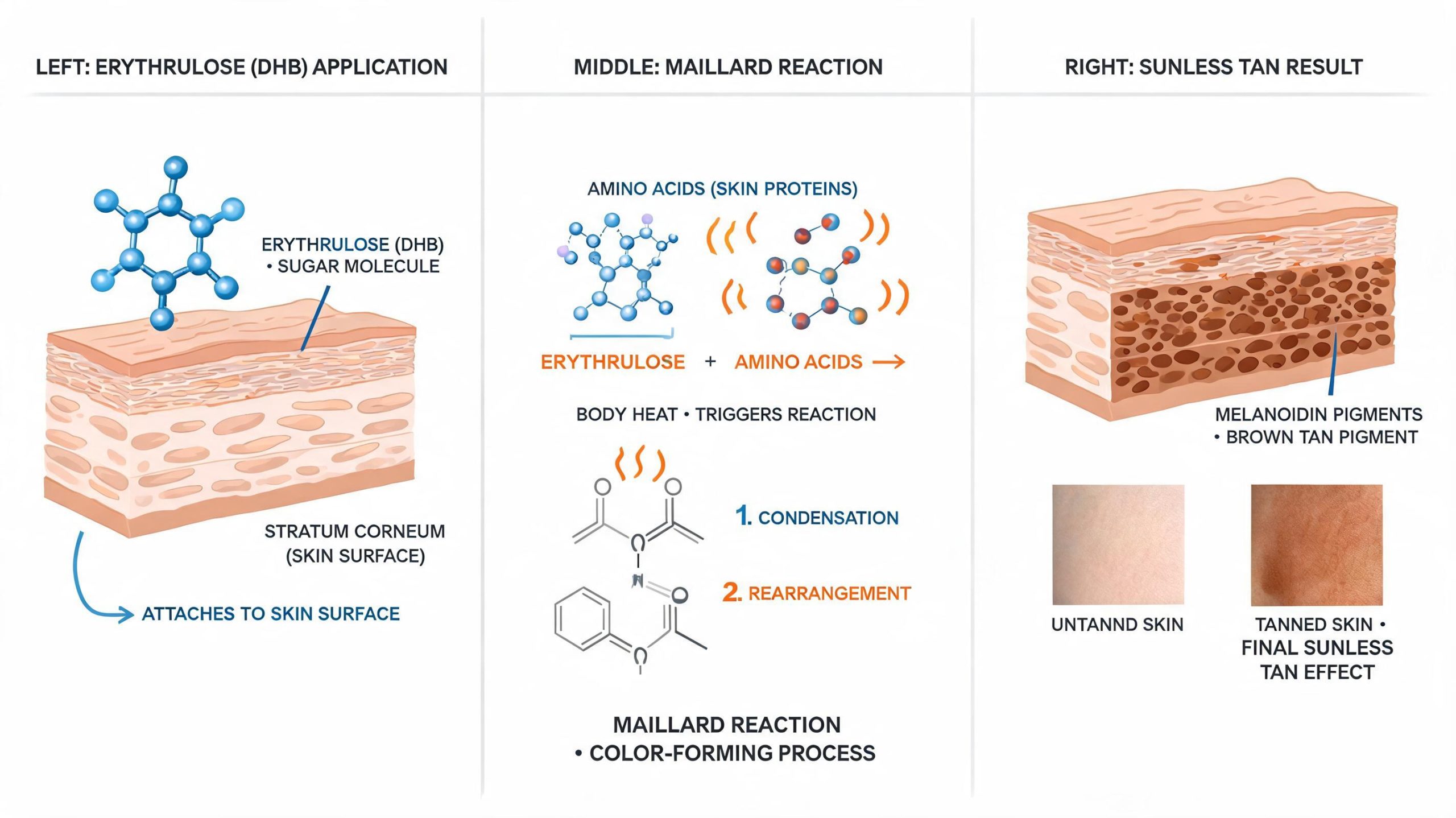 Diagram showing Maillard reaction between Erythrulose and amino acids in skin forming brown pigment for sunless tanning effect