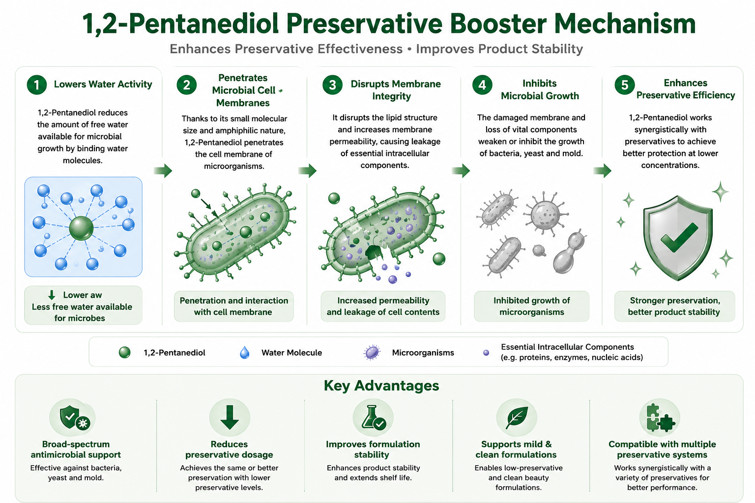 Diagram illustrating how 1,2-Pentanediol enhances preservative effectiveness by reducing water activity and inhibiting microbial growth