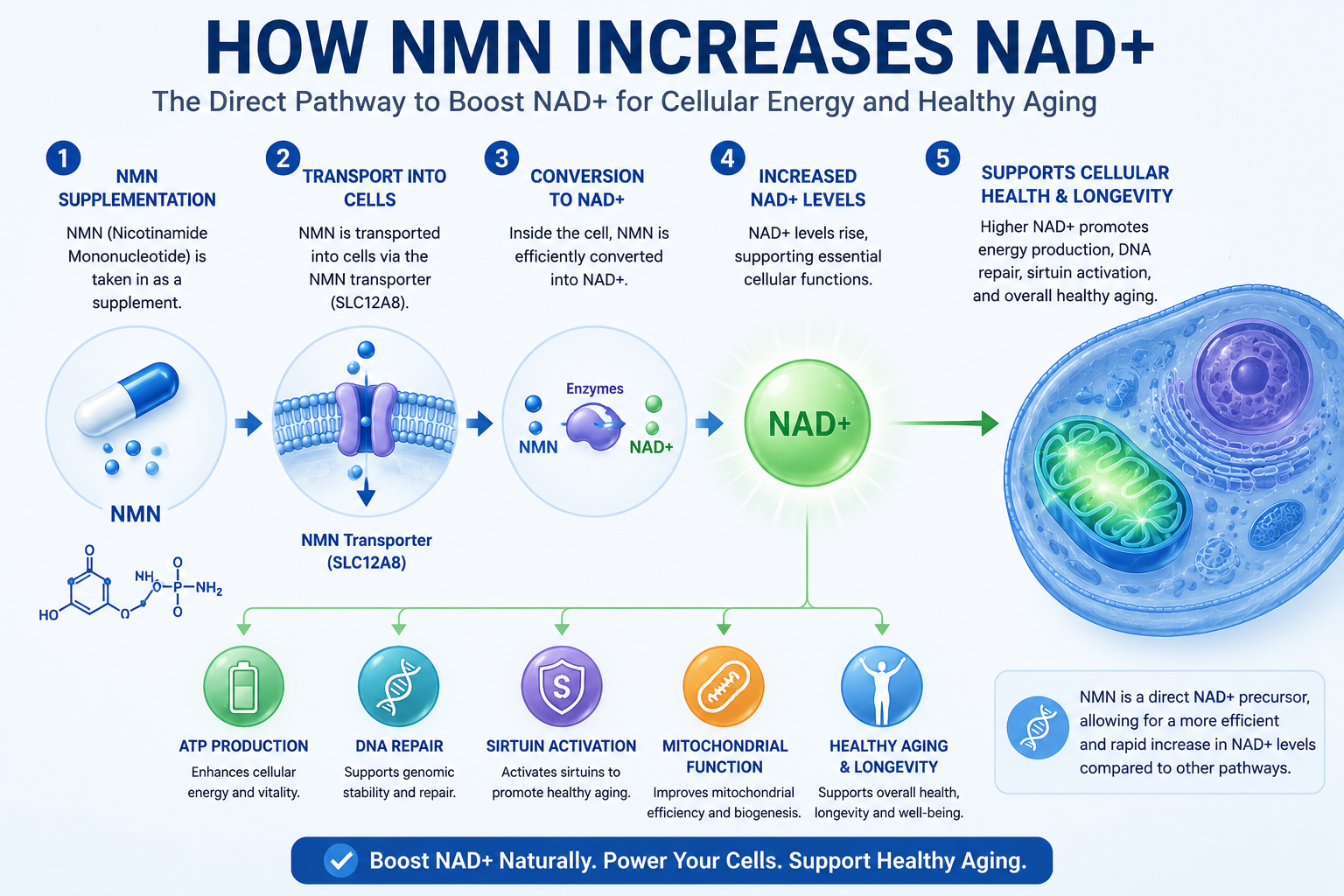 Diagram showing the conversion of NMN into NAD+ and its role in cellular energy and healthy aging.