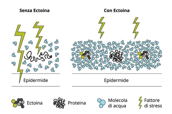 Diagram illustrating how ectoine supports skin hydration and barrier care through its hydration shell and protective properties.